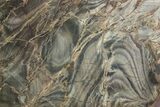 Polished Cambrian Stromatolite Fossil - Czech Republic #363067-1